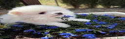Pomerania perros en venta: Pomerania toy macho disponible !!! - Anuncio 8