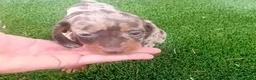 Teckel Miniatura perros en venta: Teckel - Anuncio 2