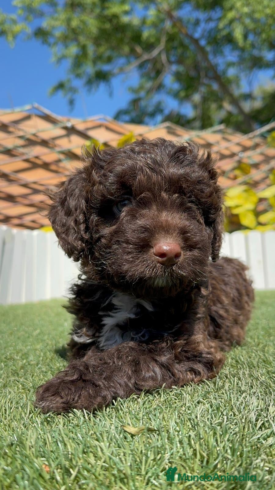 Perro de Agua Español perros PERRO DE AGUA HEMBRA - Anuncio 1