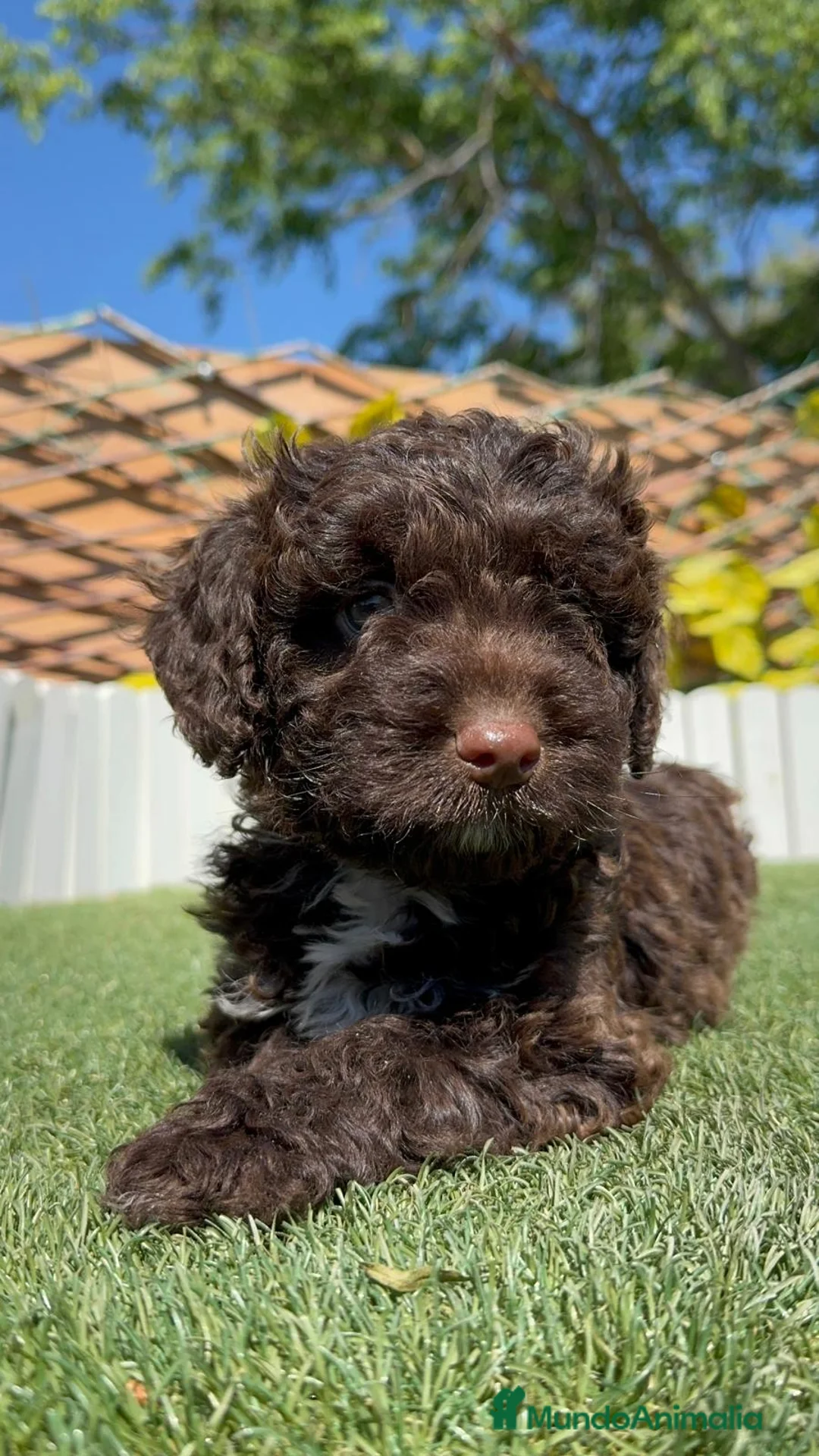 Perro de Agua Español perros en venta: PERRO DE AGUA HEMBRA - Anuncio 1