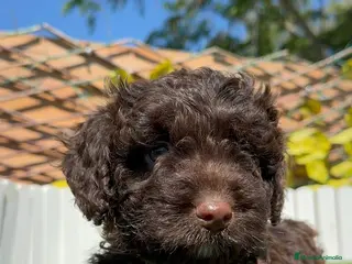 Perro de Agua Español perros PERRO DE AGUA HEMBRA - Anuncio 1