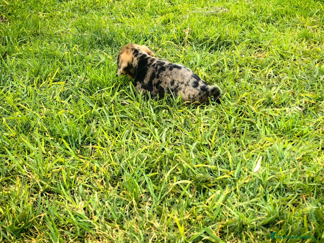 Teckel Miniatura perros en venta: Teckel miniatura  - Anuncio 15