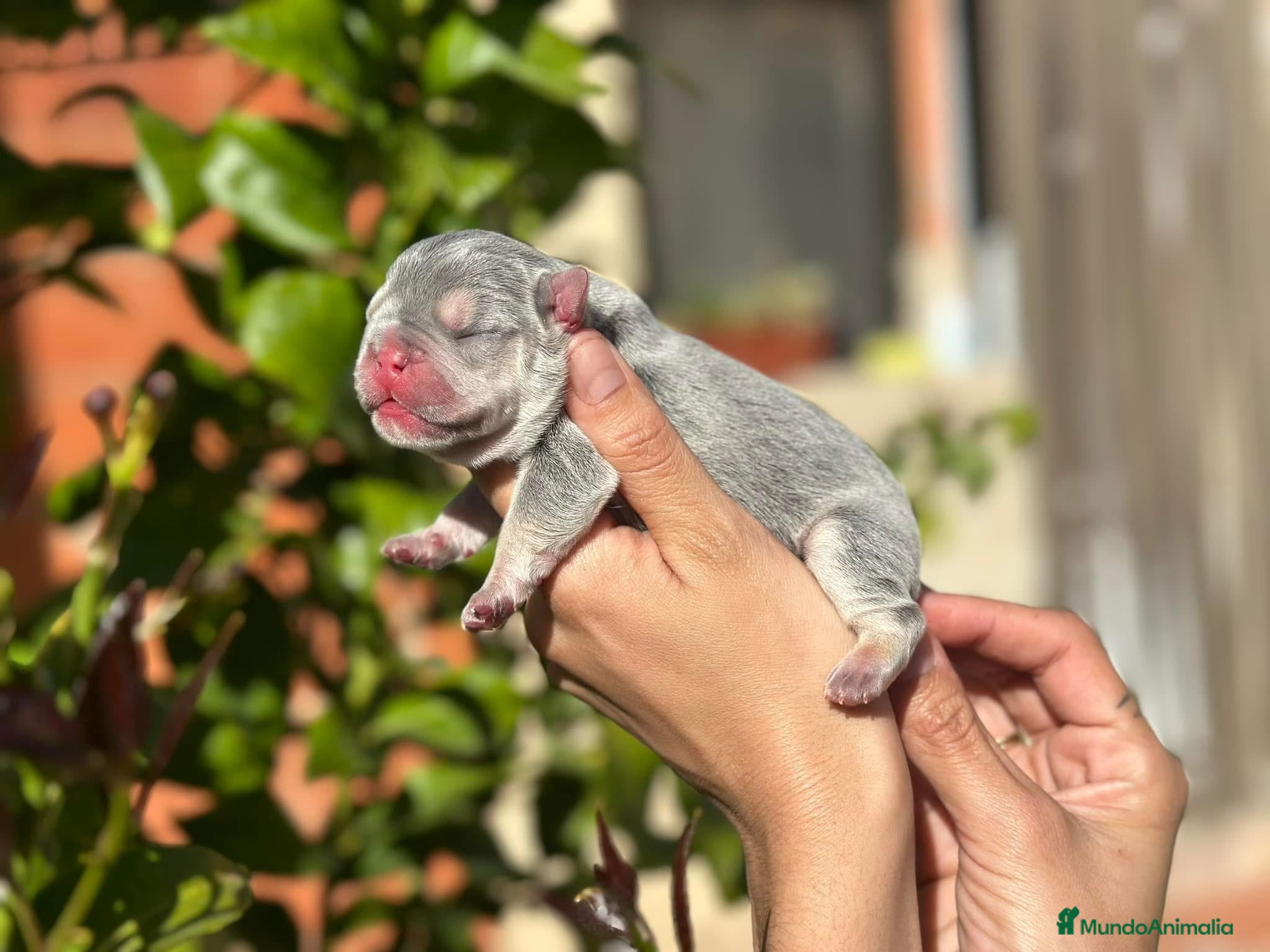 Bulldog Francés perros en venta: bulldog frances  - Anuncio 3