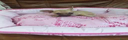 Chihuahua perros en venta: CHIHUAHUA TOY  - Anuncio 13
