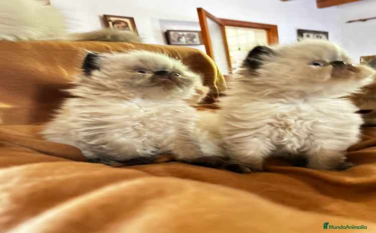 Persa gatos - Anuncio 4