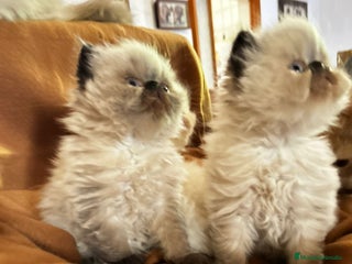 Persa gatos - Anuncio 1