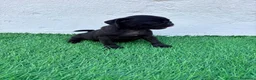 Carlino - Pug perros en venta: Carlino - Pug - Anuncio 5