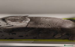 Británico de Pelo Corto gatos en venta: Gato British shorthair  - Imagen 7