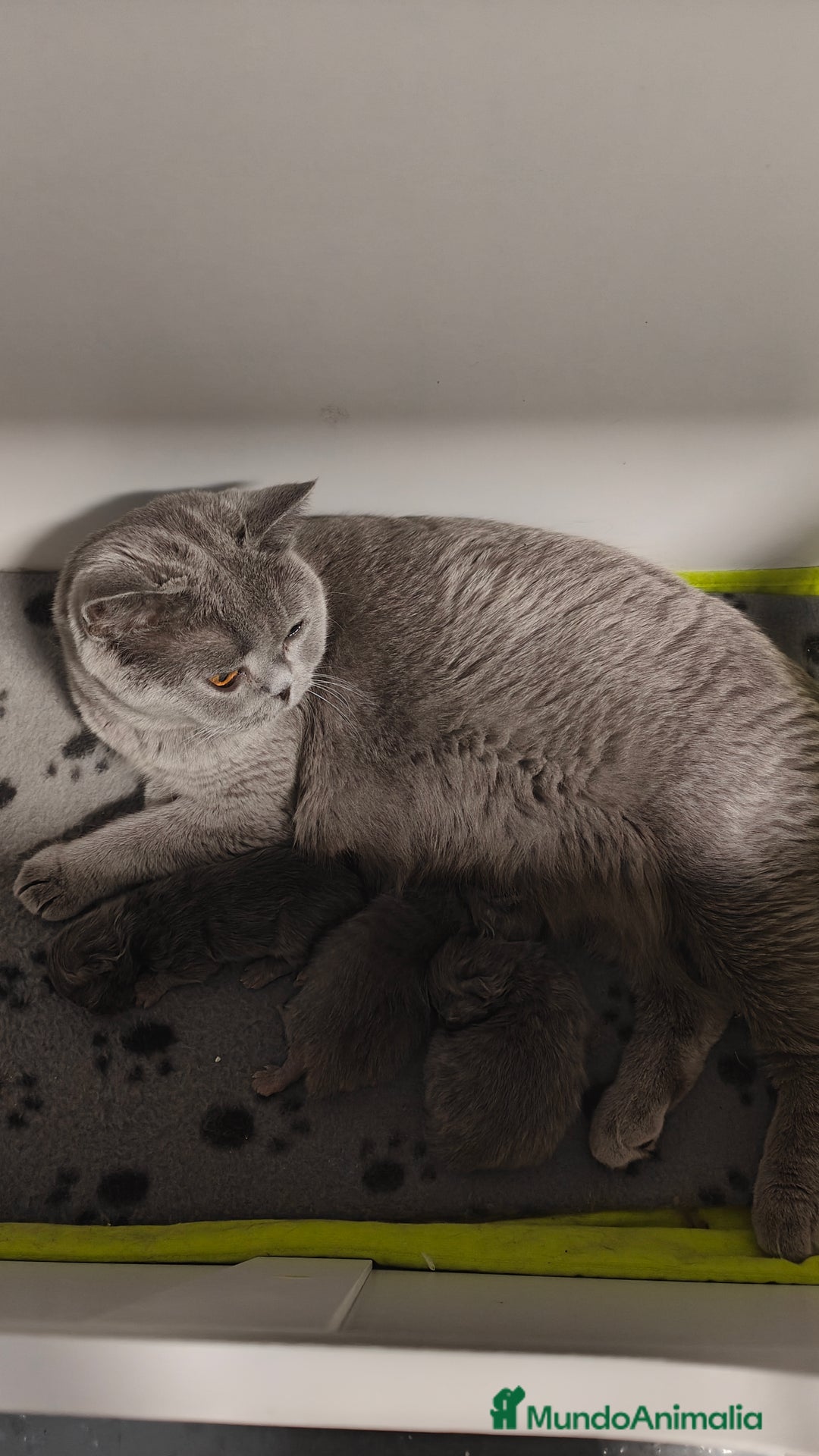 Británico de Pelo Corto gatos en venta: Gato British shorthair  - Imagen 7