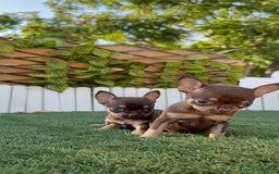 Chihuahua perros en venta: CHIHUAHUA MACHO - Imagen 8