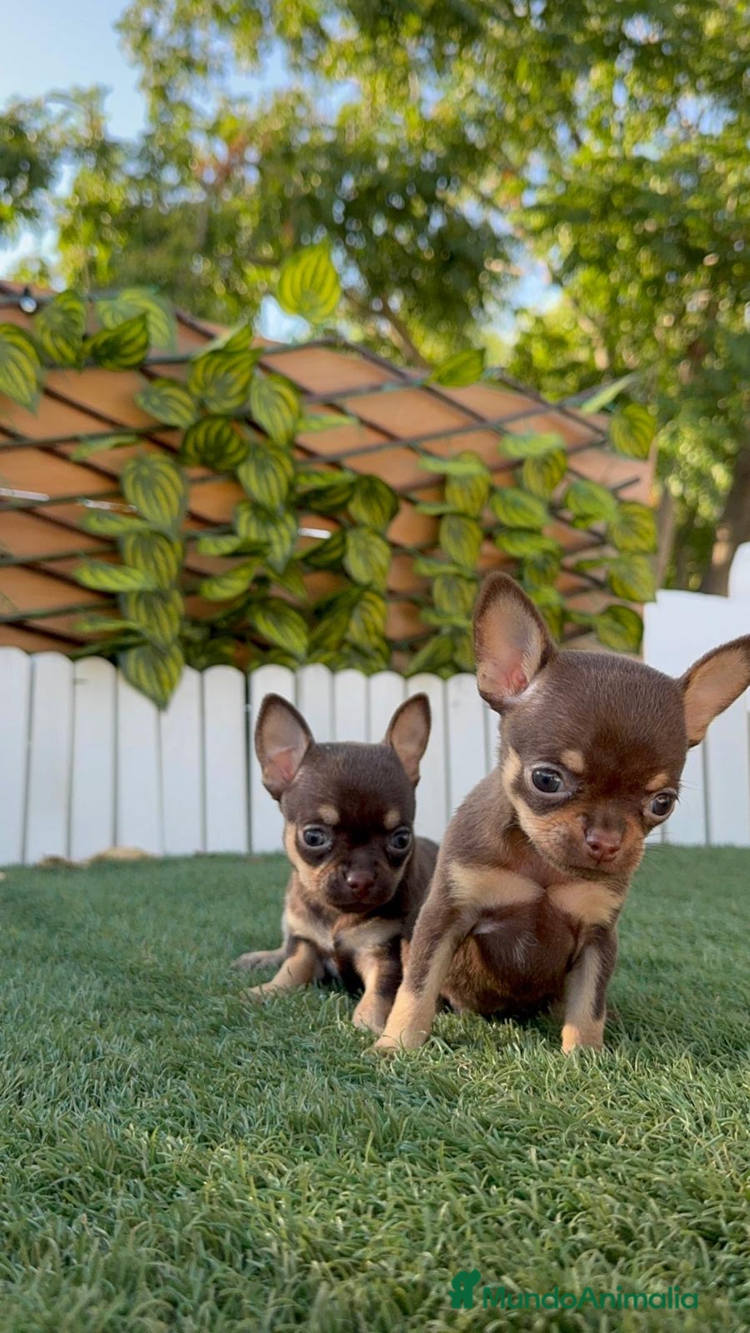 Chihuahua perros en venta: CHIHUAHUA MACHO - Imagen 8