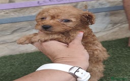 Caniche Enano perros en venta: Camada de caniche rojo - Imagen 9