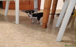 Chihuahua perros en venta: Chihuahua  - Imagen 1