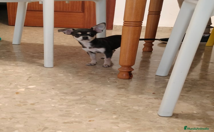 Chihuahua perros - Anuncio 1