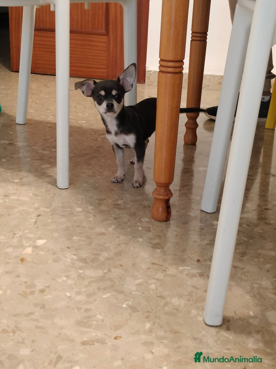Chihuahua perros en venta: Chihuahua  - Imagen 1