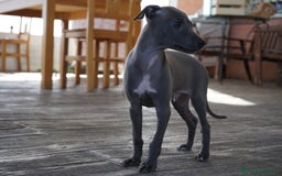 Pequeño Lebrel Italiano perros en venta: 🌟 Sirius y Selena – Galgos italianos blue 🐾 - Imagen 5