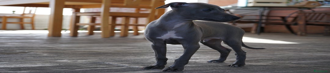 SIRIUS