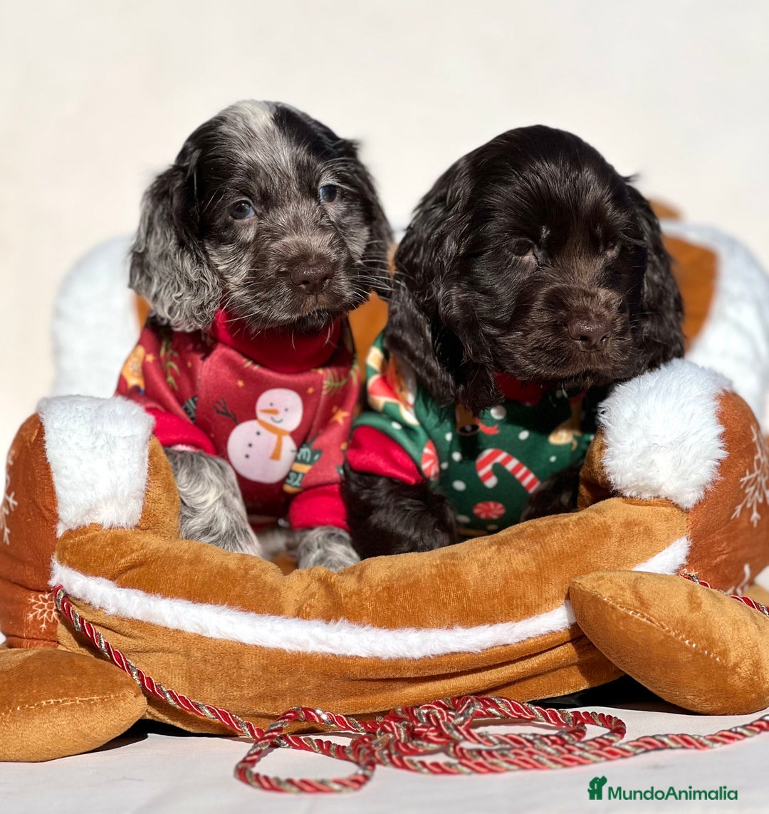 Cocker Spaniel Inglés perros en venta: PRECIOSA RUANA CHOCOLATE DISPONIBLE - Anuncio 3