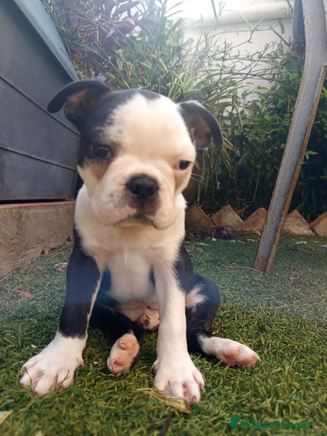 Boston Terrier perros en venta: Preciosos Boston Terrier  - Anuncio 5