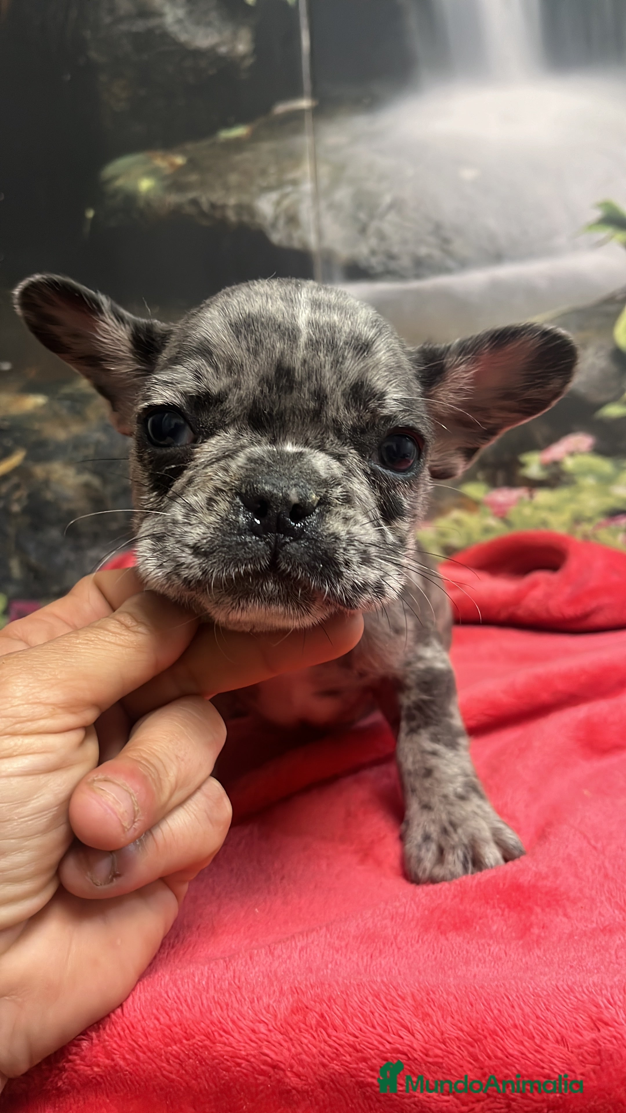 Bulldog Francés perros “No todos los bulldog francés MERLE son iguales - Anuncio 2