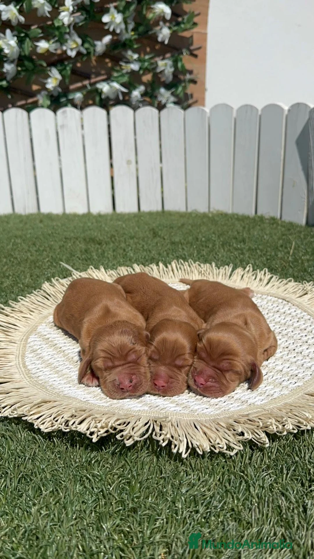 Cocker Spaniel Inglés perros en venta: COCKER SPANIEL INGLES 💙 - Anuncio 2