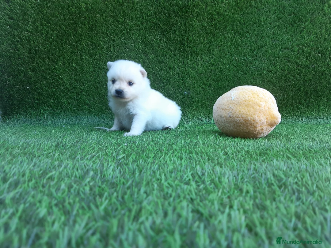 Pomerania perros en venta: POMERANIA  LINEA TOY   MUY CHATO - Anuncio 2