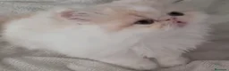 Himalayo gatos en venta: GATITOS PERSAS E HIMALAYOS  en Toledo - Anuncio 3