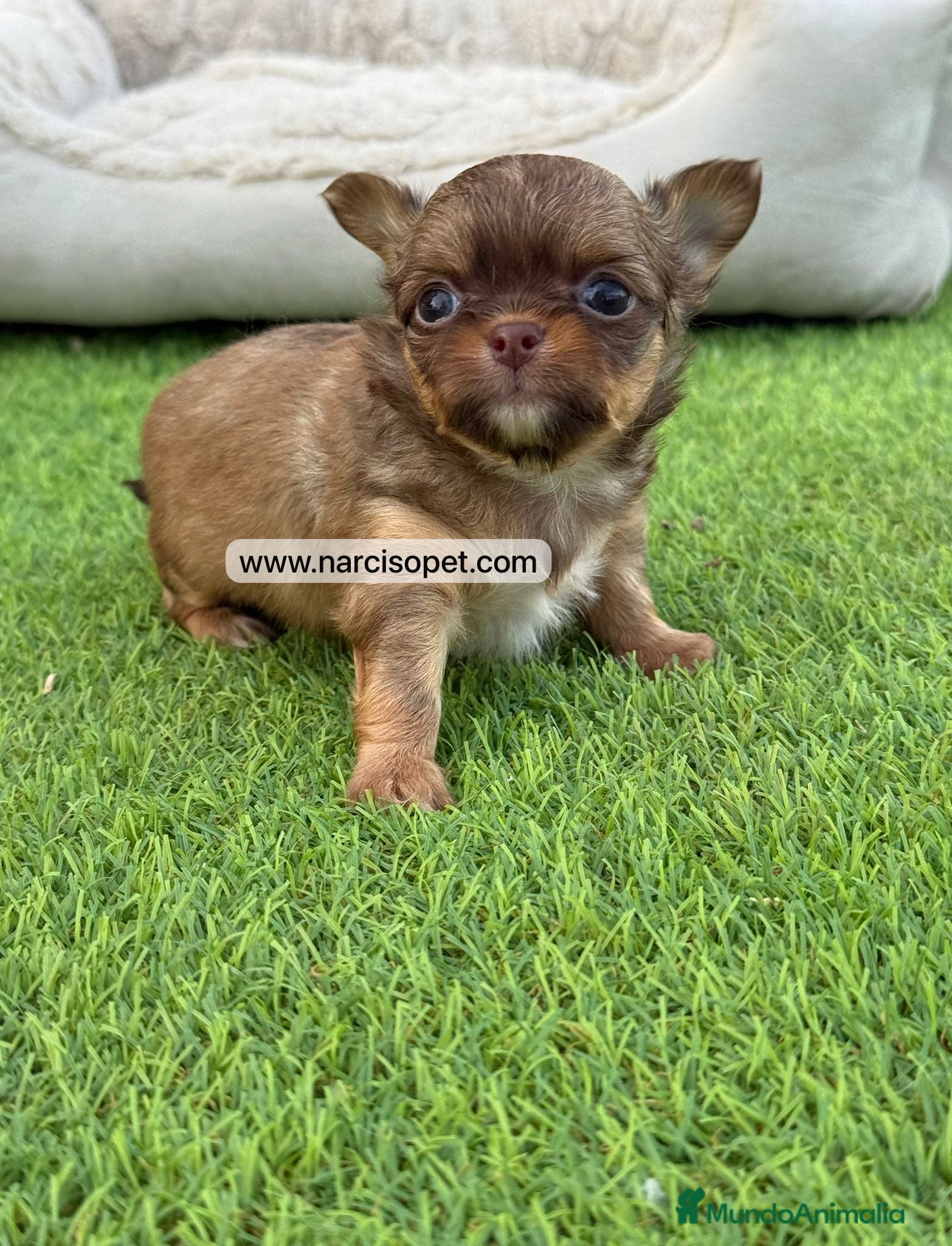 Chihuahua perros en venta: CHIHUAHUA PELO LARGO BICOLOR - Anuncio 4