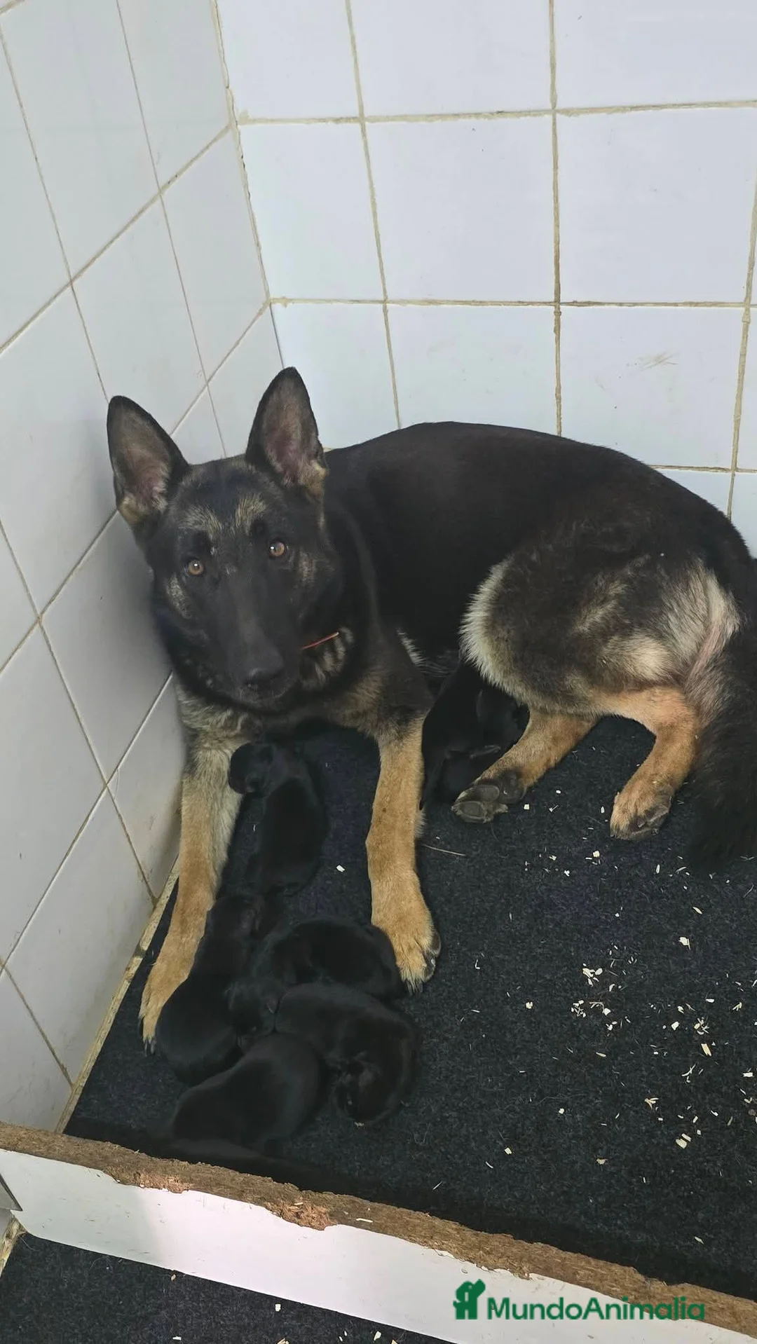 Pastor Alemán perros en venta: Pastor alemán línea de trabajo  - Anuncio 2
