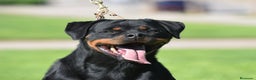 Rottweiler perros en venta: Rottvale kennel criadero desde el año 2012 en Valencia - Anuncio 15