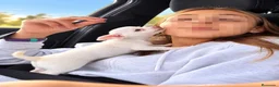 Chihuahua perros en venta: Cachorros chihuahuas blancos 🤍 - Anuncio 7