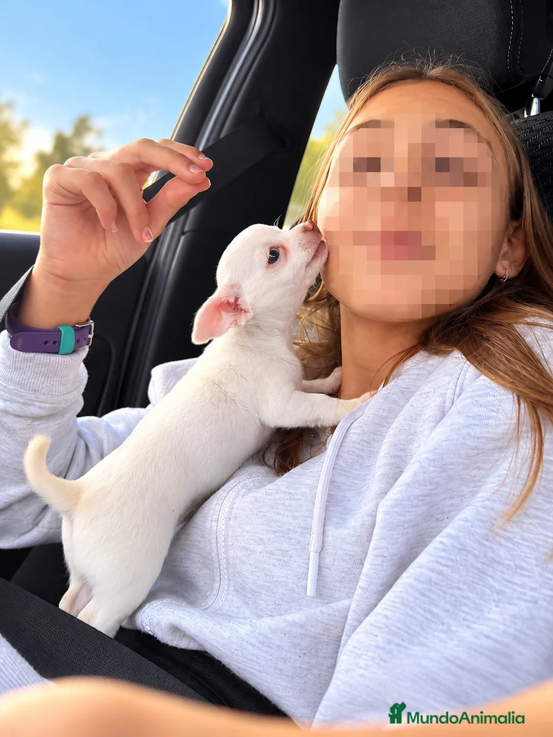 Chihuahua perros en venta: Cachorros chihuahuas blancos 🤍 - Anuncio 7