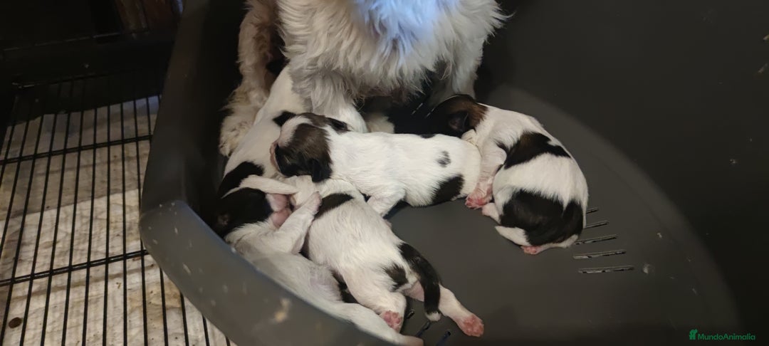Shih Tzu perros en venta: Shih Tzu de Mumbrafer  - Imagen 4