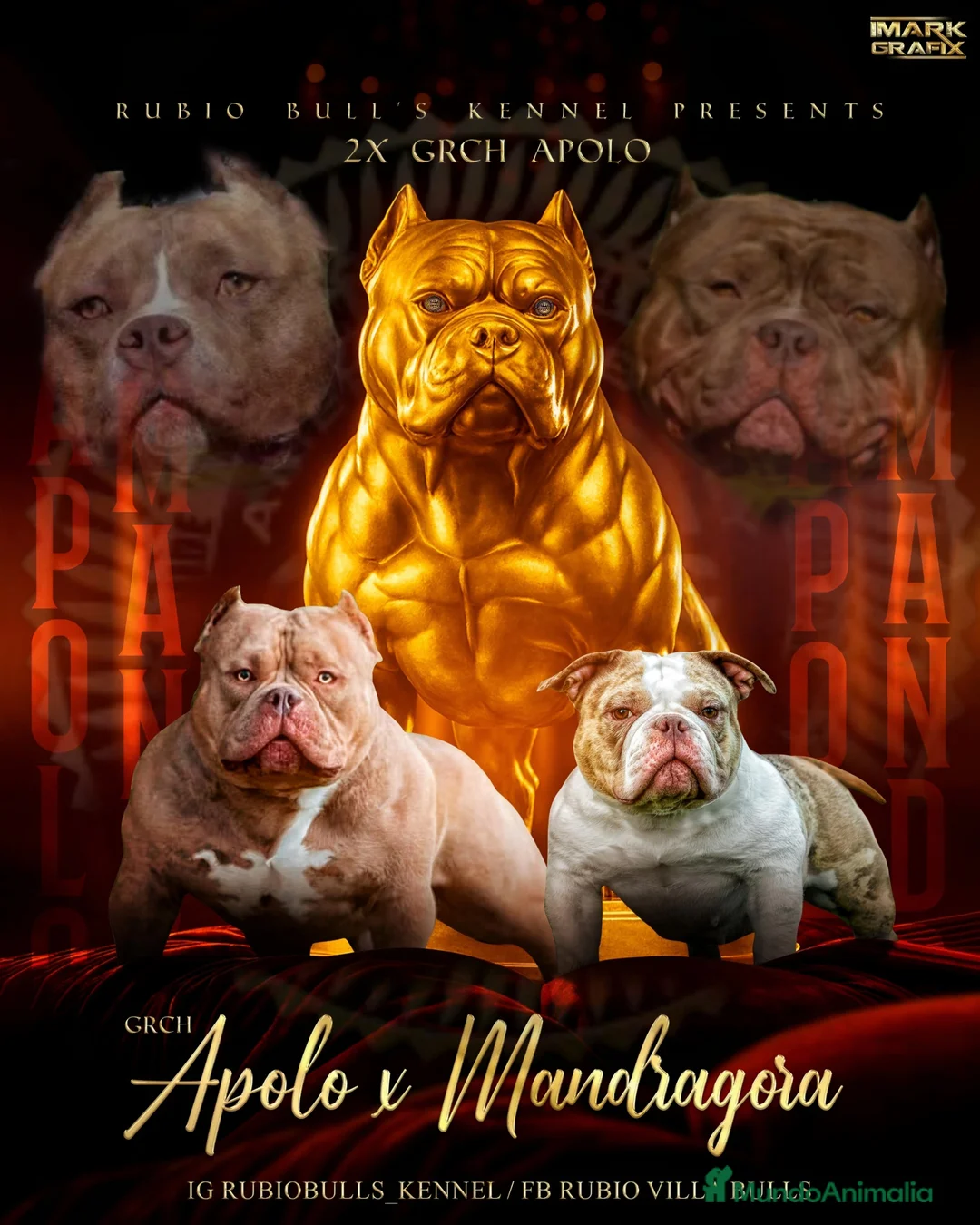 American Bully perros en venta: american bully micro  - Anuncio 1