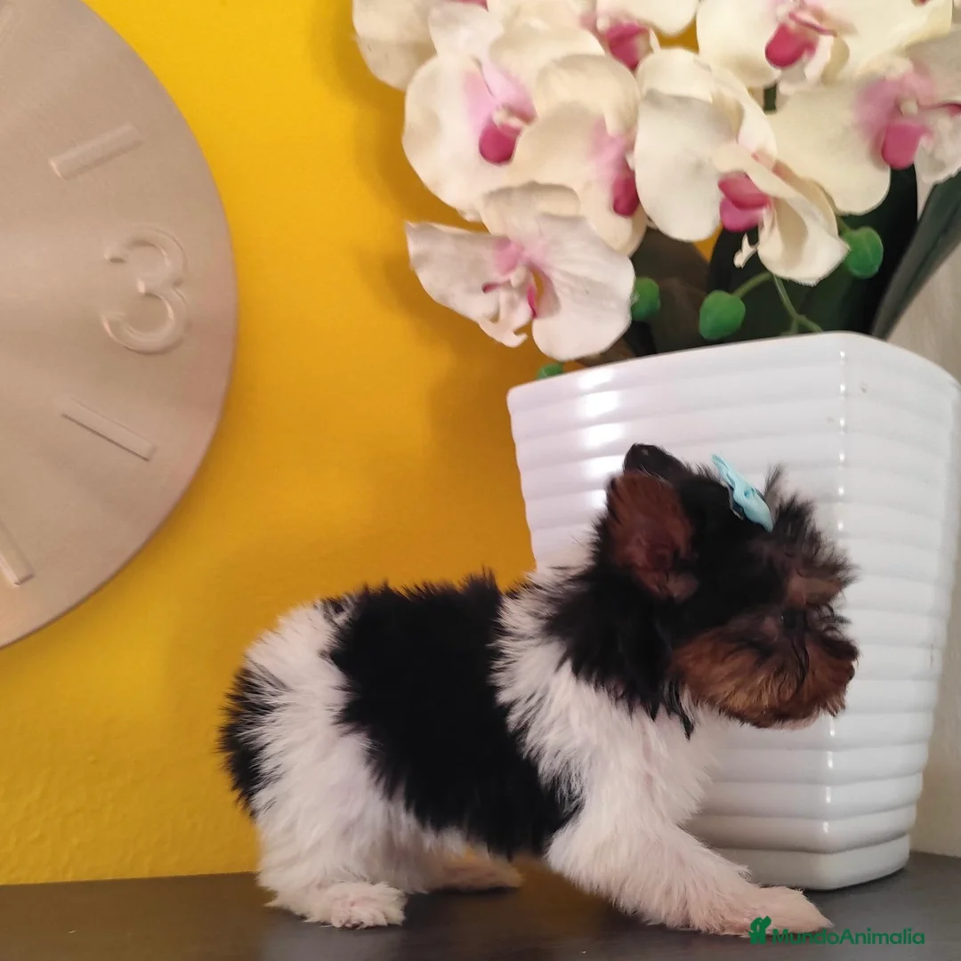 Yorkshire Terrier perros en venta: Yorkshire Biewer Toy - Anuncio 5