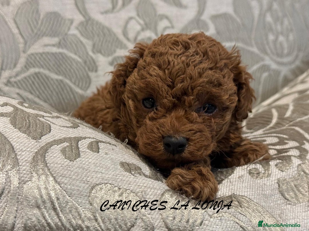 Caniche Toy perros en venta: caniche toy - Imagen 1