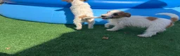 Jack Russell Terrier perros en venta: Jack terrier  - Anuncio 5