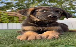 Pastor Alemán perros en venta: PASTOR ALEMAN HEMBRA - Imagen 19