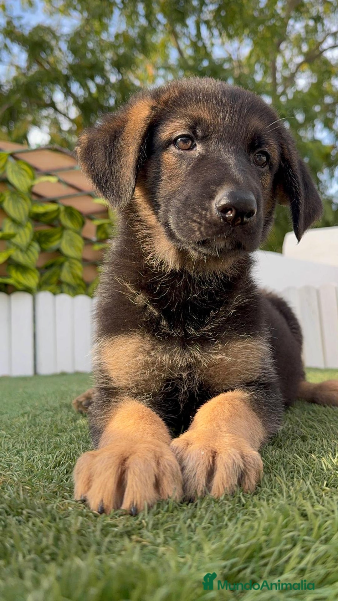 Pastor Alemán perros en venta: PASTOR ALEMAN HEMBRA - Imagen 19