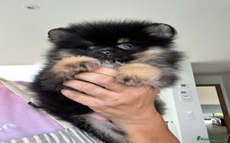 Pomerania perros en venta: Lulú de pomerania  - Imagen 6