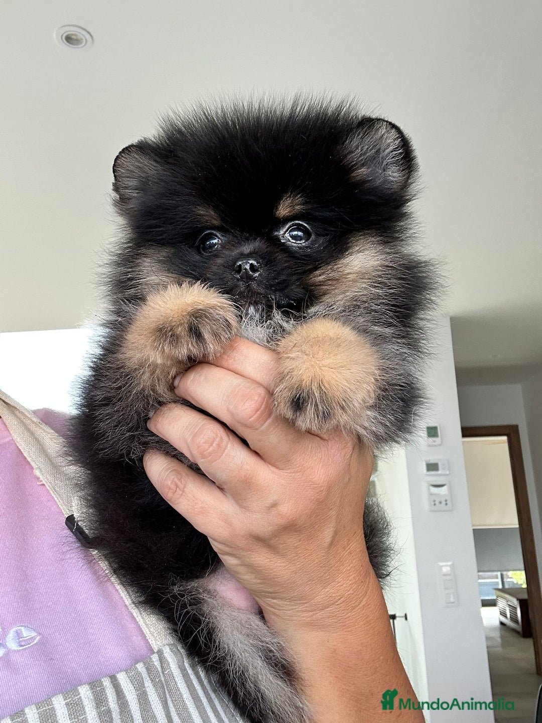 Pomerania perros en venta: Lulú de pomerania  - Imagen 6