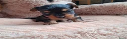 Yorkshire Terrier perros en venta: Bebés Yorkshire Terrier Macho - Anuncio 1