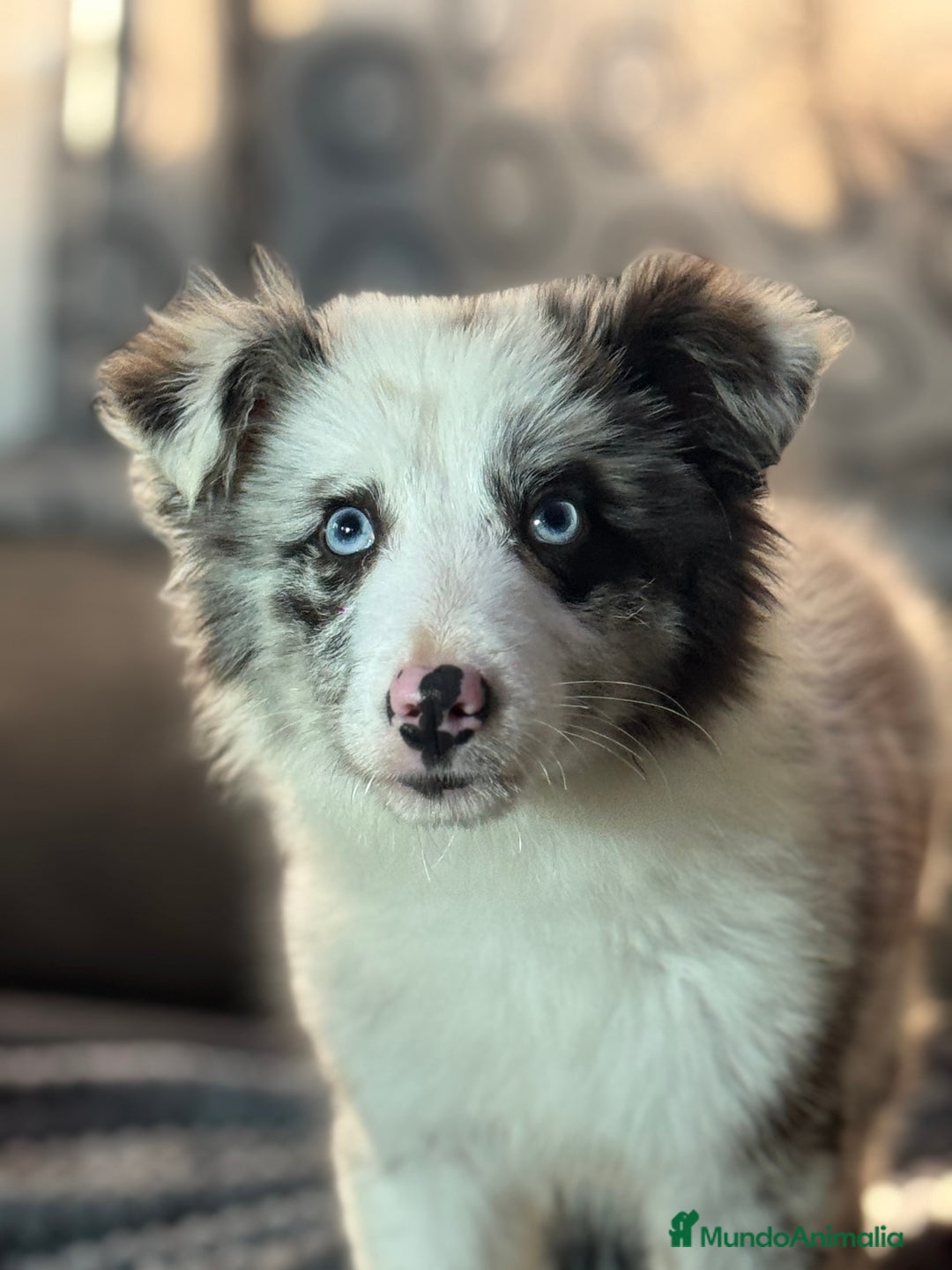 Border Collie perros en venta: Border Collie que Destacan  - Anuncio 2