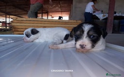 Otras razas perros en venta: Cachorritos Crestados Chinos. - Imagen 3