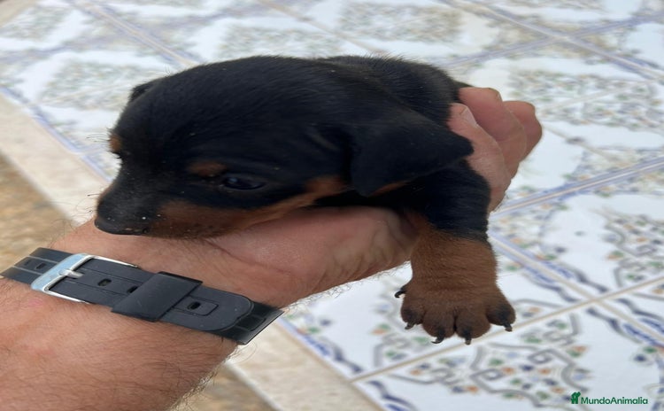 Pinscher Miniatura perros - Anuncio 1