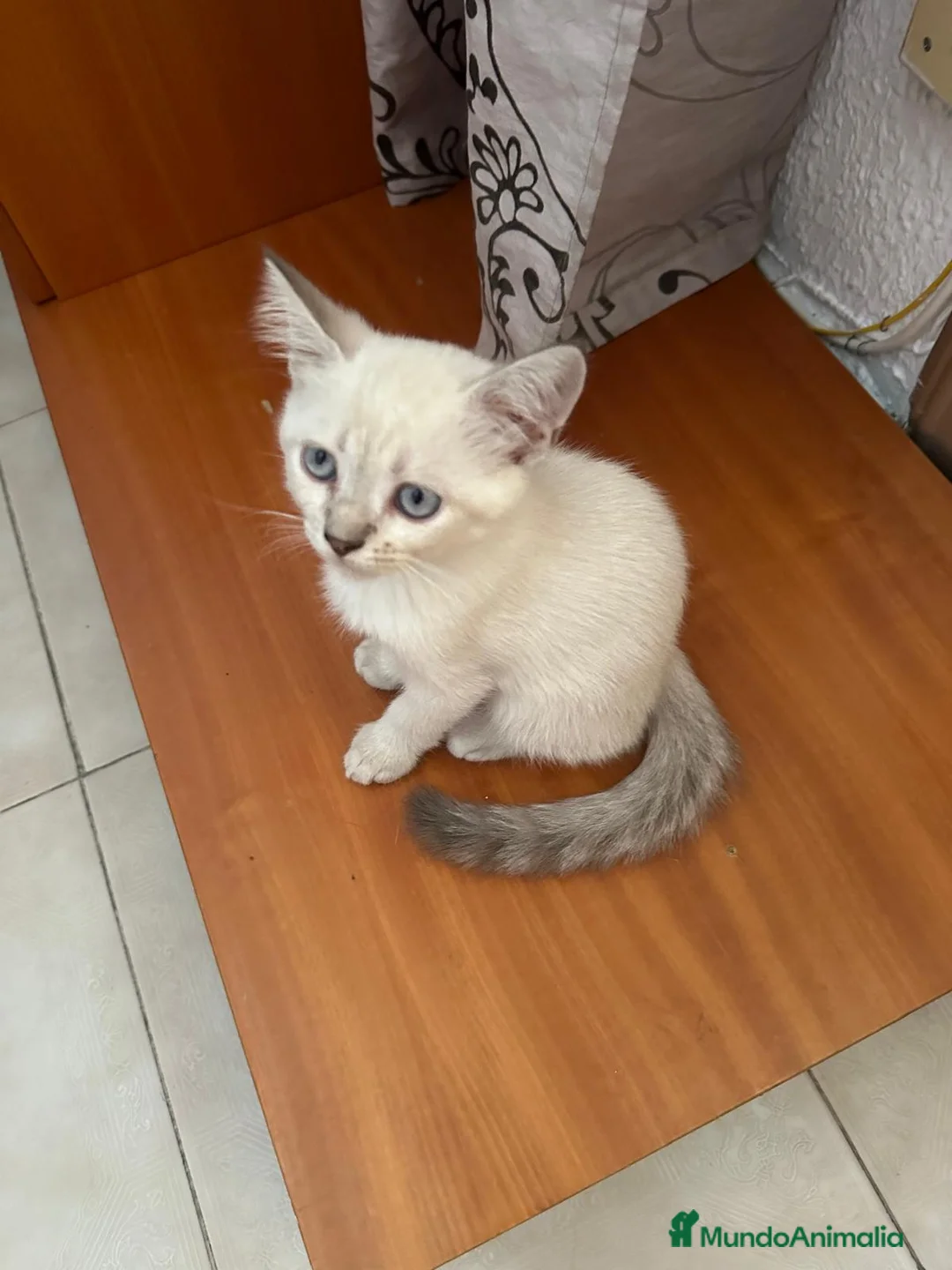 Siamés gatos en venta: Preciosa hembra Siamés en Madrid - Anuncio 3