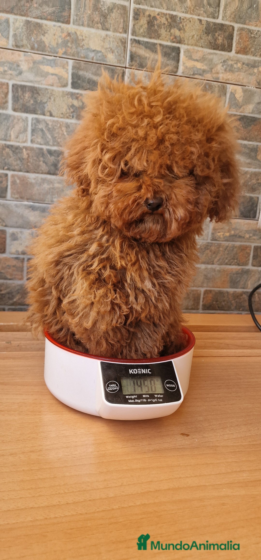 Caniche Toy perros en venta: MACHO CANICHE TOY - Imagen 2