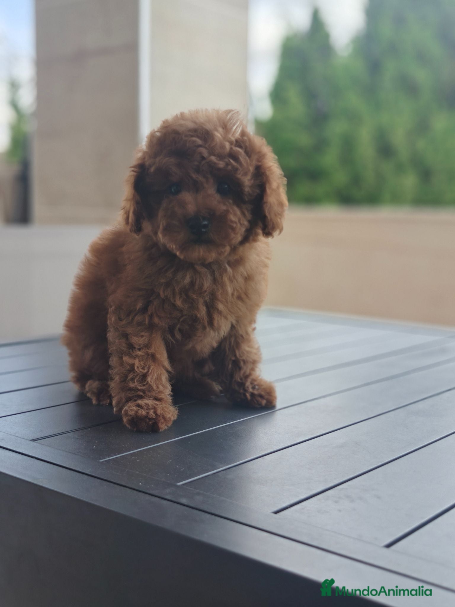 Caniche Toy perros Caniches rojos disponibles - Anuncio 1