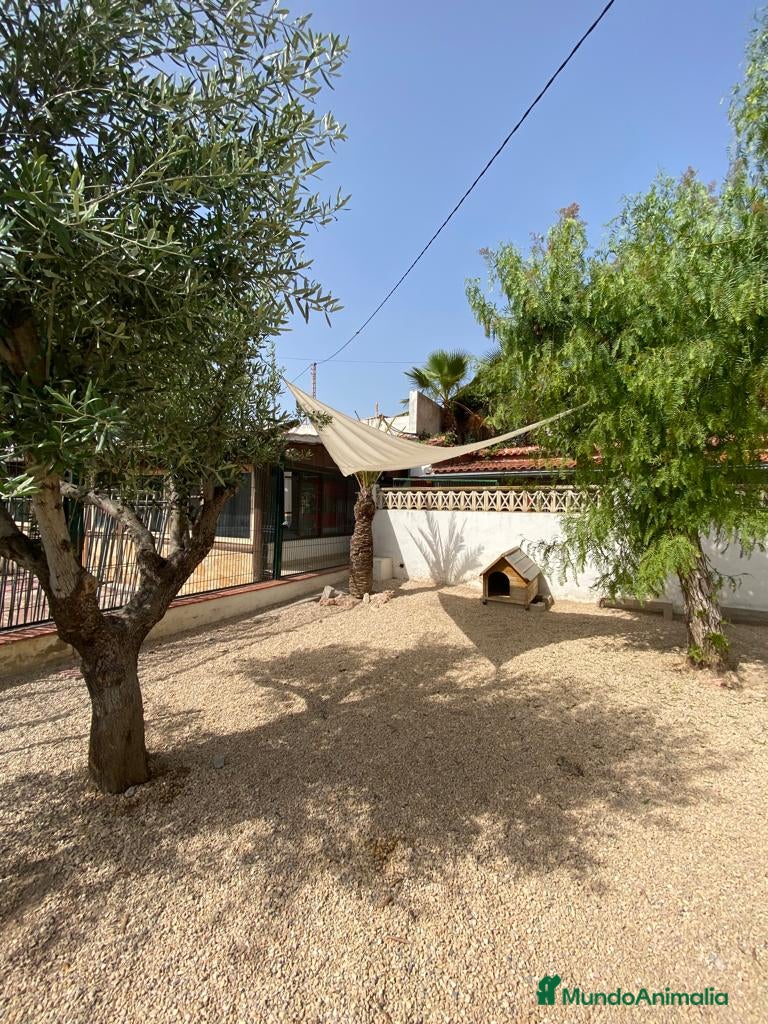 Pinscher Alemán perros Benidorm Todos los servicios para tu mascota  en Alicante - Anuncio 2