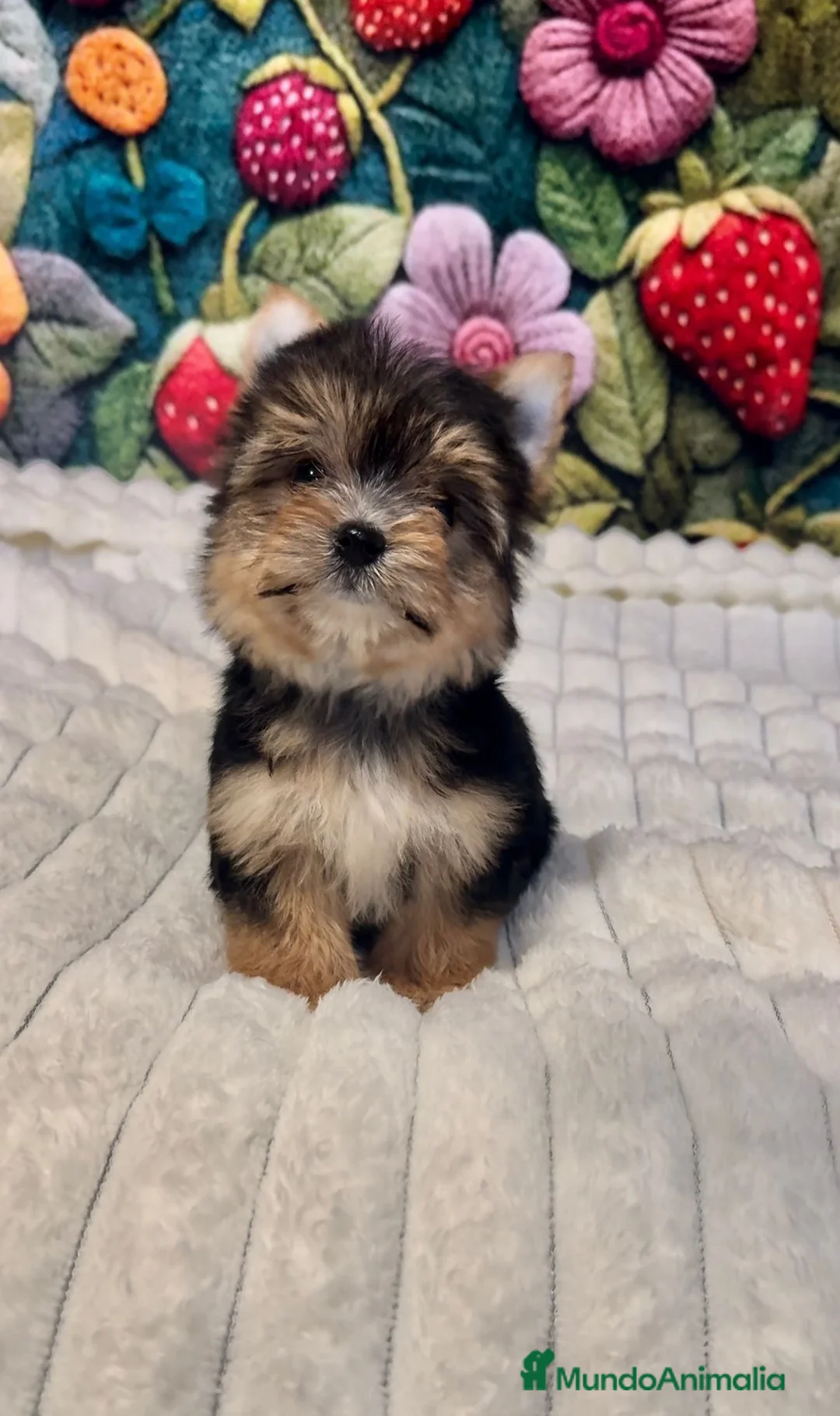 Yorkshire Terrier perros en venta: Yorkshire terrier Toy hembra disponible  - Anuncio 1